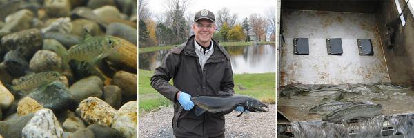 U.S. Fish and Wildlife Service Bill Ardren holding a salmon, young salmon, and adult salmon